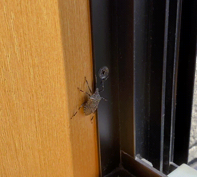 bug going out